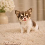 Teacup Chihuahua Asher