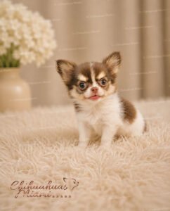 Teacup Chihuahua Asher
