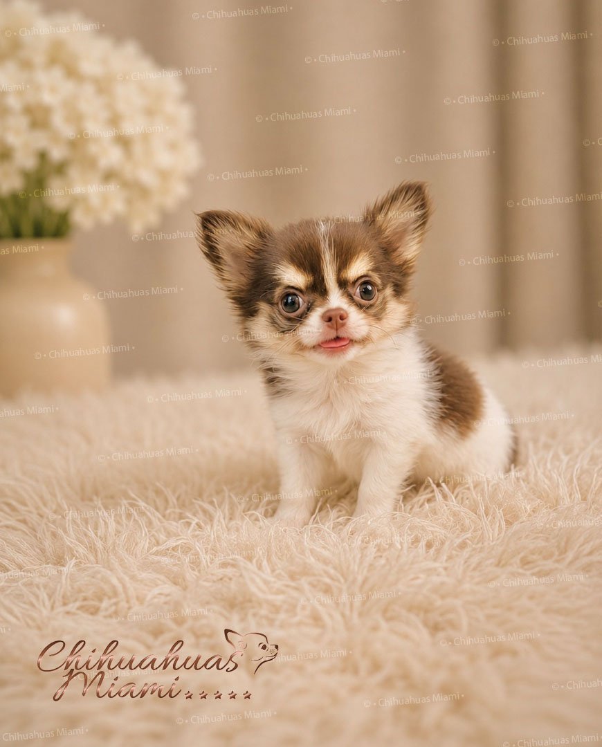 Teacup Chihuahua Asher