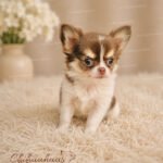 Teacup Chihuahua Asher