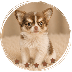 Teacup Chihuahua Asher