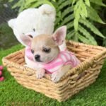 Teacup Chihuahua Bella
