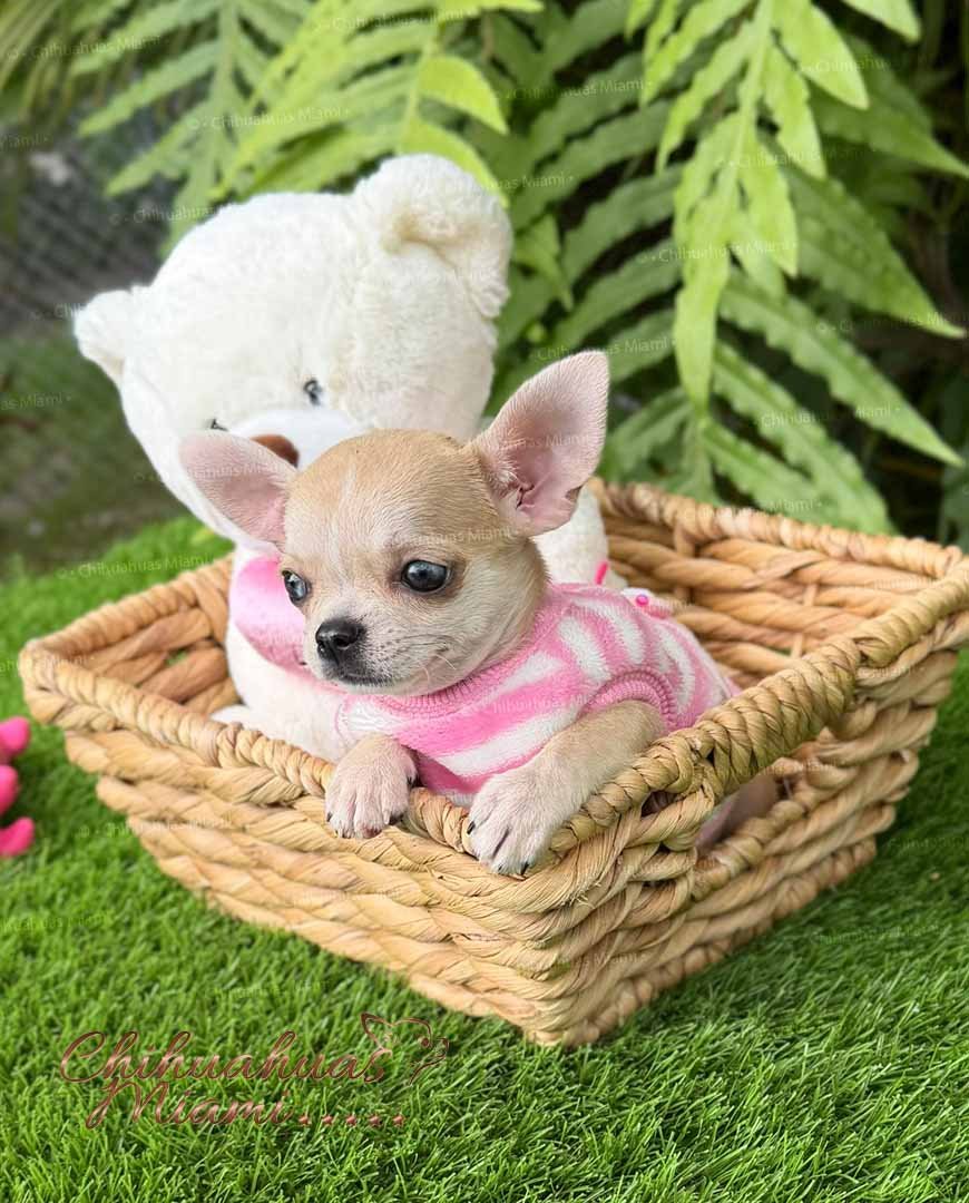 Teacup Chihuahua Bella