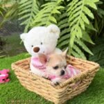 Teacup Chihuahua Bella