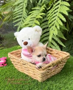 Teacup Chihuahua Bella