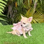 Teacup Chihuahua Bella