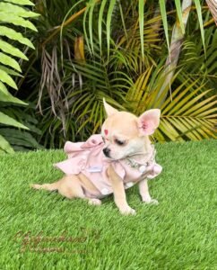 Teacup Chihuahua Bella