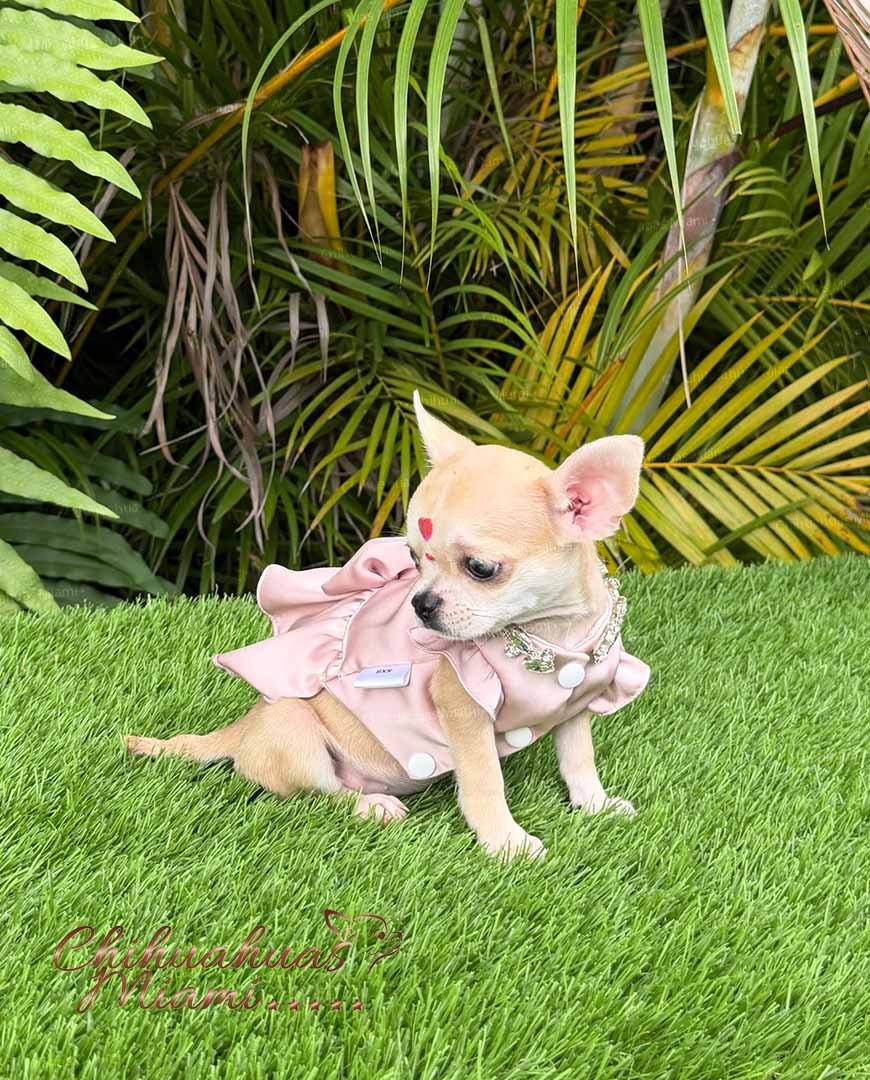 Teacup Chihuahua Bella
