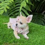 Teacup Chihuahua Bella
