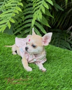 Teacup Chihuahua Bella