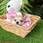 Teacup Chihuahua Bella