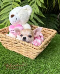 Teacup Chihuahua Bella