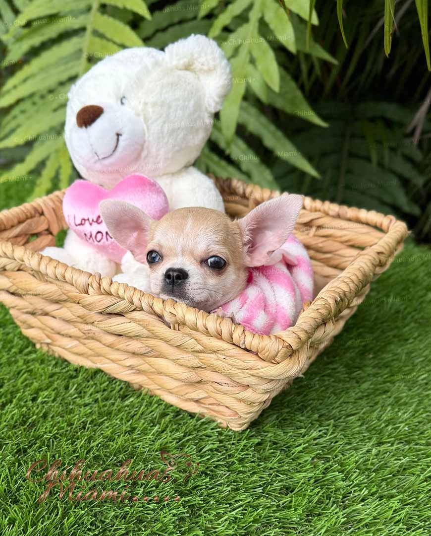 Teacup Chihuahua Bella