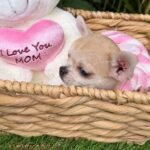 Teacup Chihuahua Bella