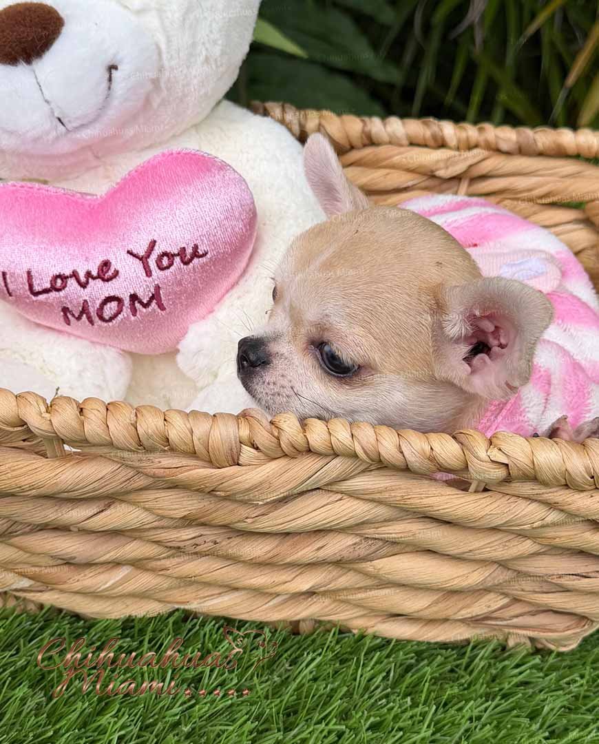 Teacup Chihuahua Bella