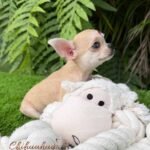 Teacup Chihuahua Bella