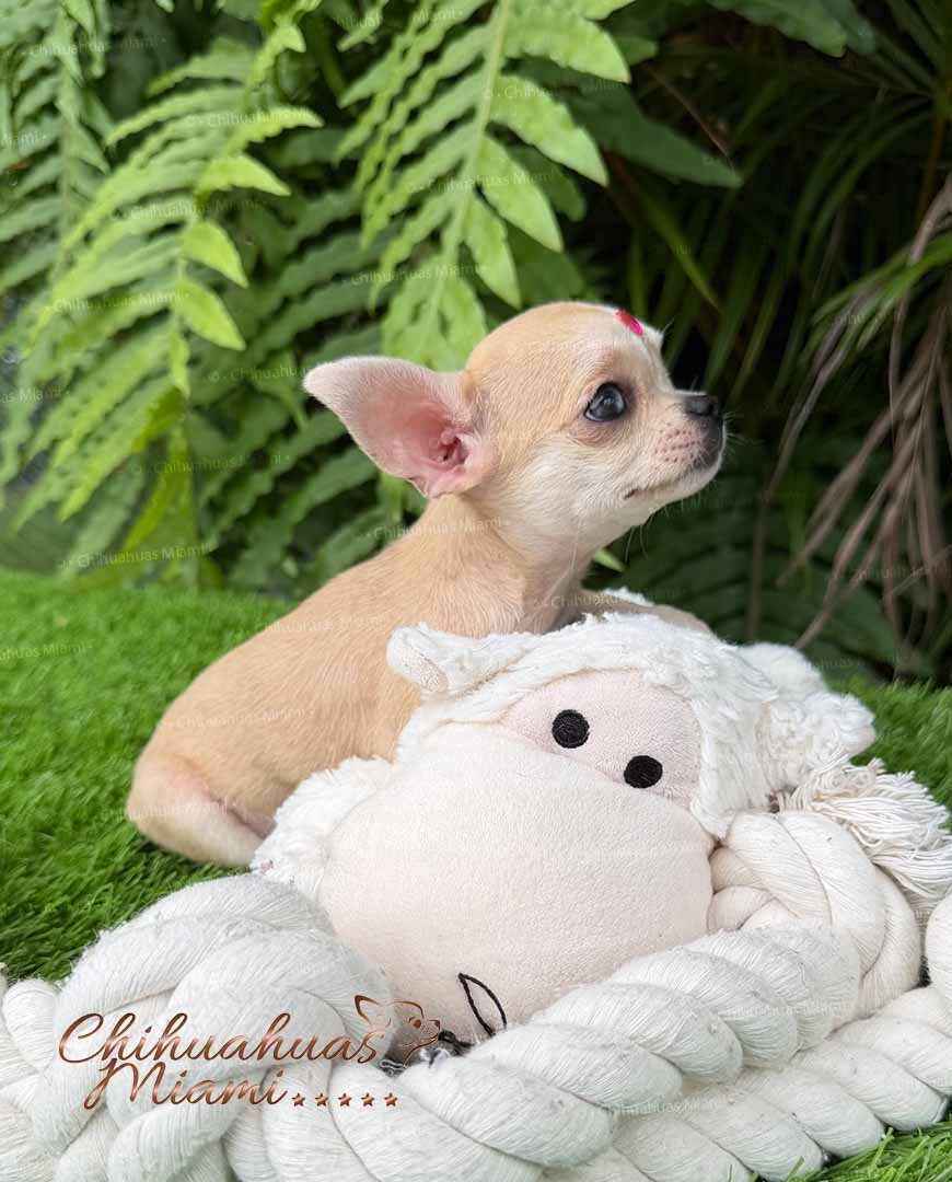 Teacup Chihuahua Bella