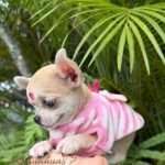 Teacup Chihuahua Bella