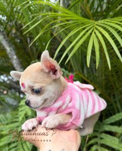 Teacup Chihuahua Bella