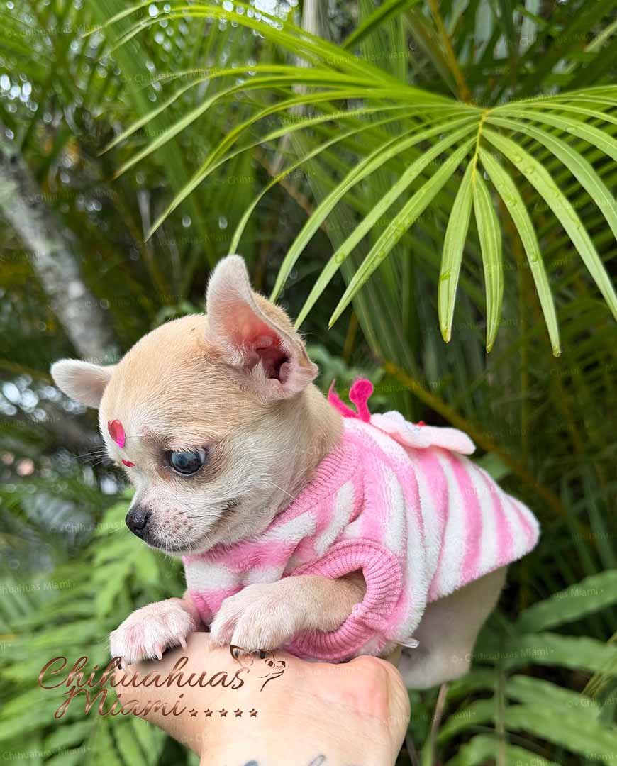 Teacup Chihuahua Bella