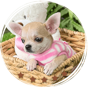 Teacup Chihuahua Bella