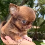 Teacup Chihuahua Benjamin