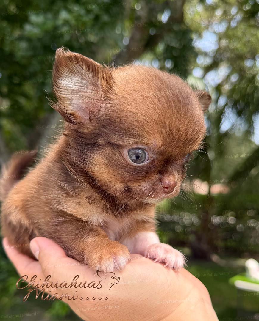 Teacup Chihuahua Benjamin