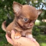 Teacup Chihuahua Benjamin