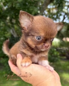 Teacup Chihuahua Benjamin