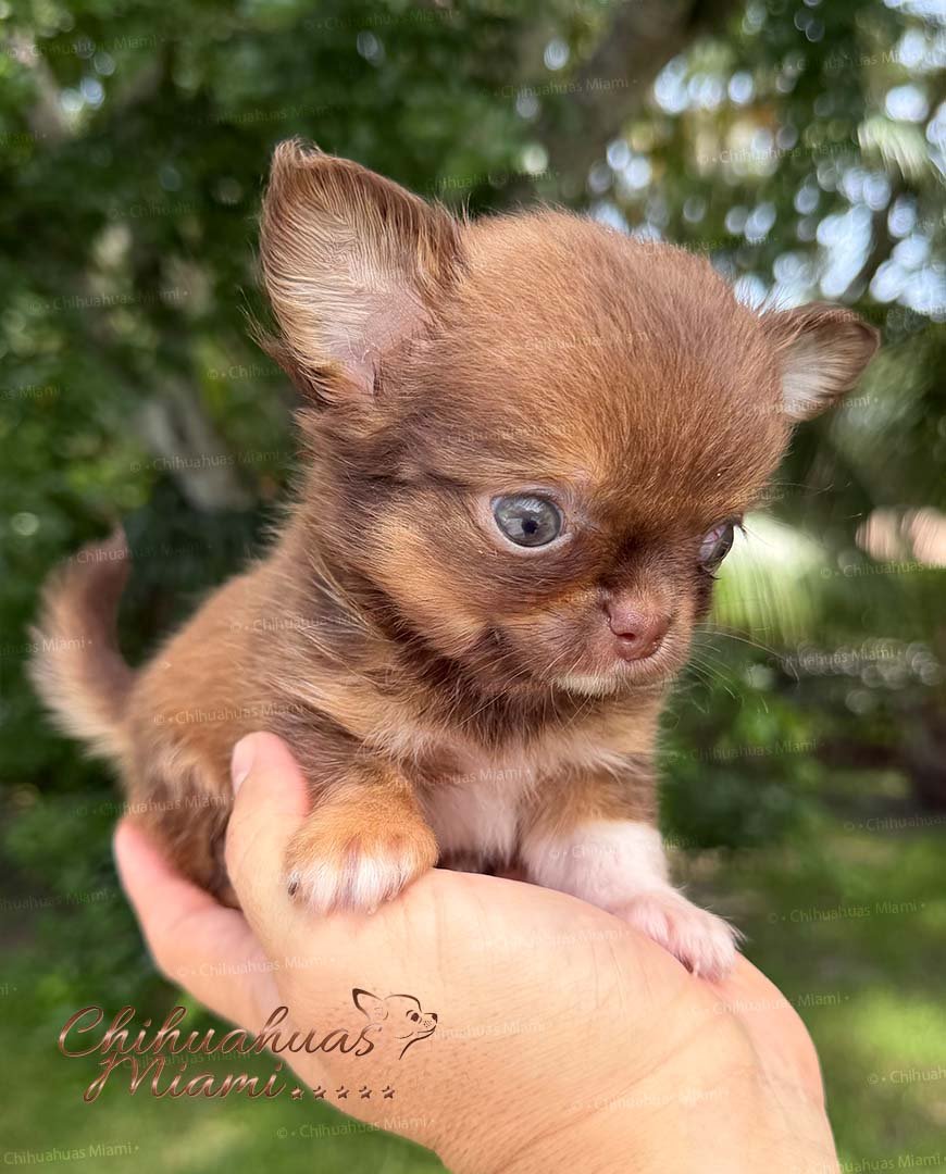Teacup Chihuahua Benjamin