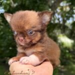 Teacup Chihuahua Benjamin