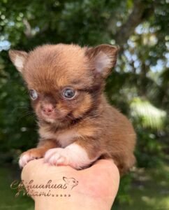 Teacup Chihuahua Benjamin