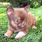 Teacup Chihuahua Benjamin