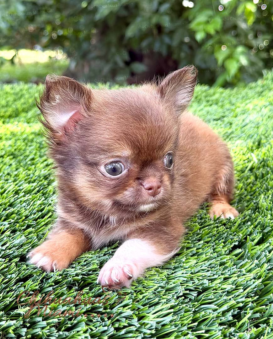 Teacup Chihuahua Benjamin