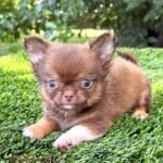 Teacup Chihuahua Benjamin