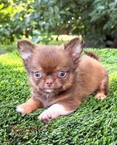 Teacup Chihuahua Benjamin