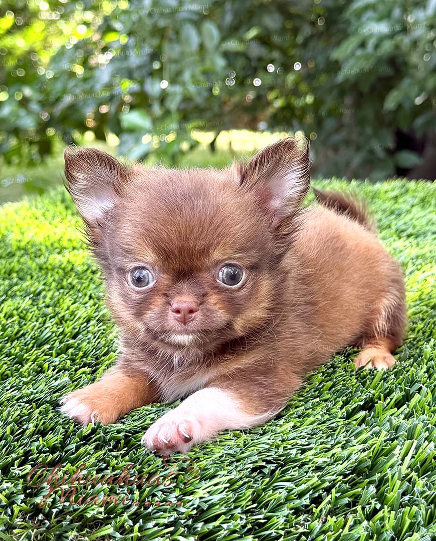 Teacup Chihuahua Benjamin