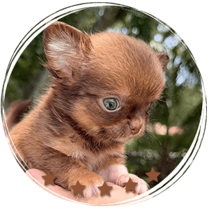 Teacup Chihuahua Benjamin