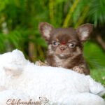Teacup Chihuahua Boo