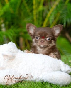 Teacup Chihuahua Boo