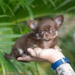 Mini Teacup Chihuahua Boo