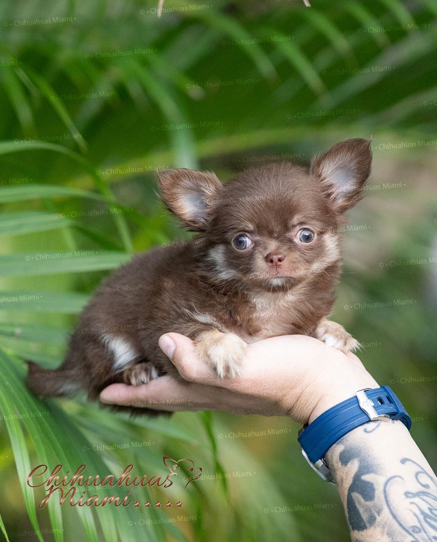 Mini Teacup Chihuahua Boo