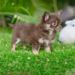 Exotic Teacup Chihuahua Boo
