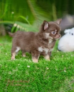 Exotic Teacup Chihuahua Boo