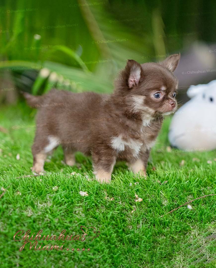 Exotic Teacup Chihuahua Boo