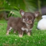 Chocolate and Tan Teacup Chihuahua - Boo