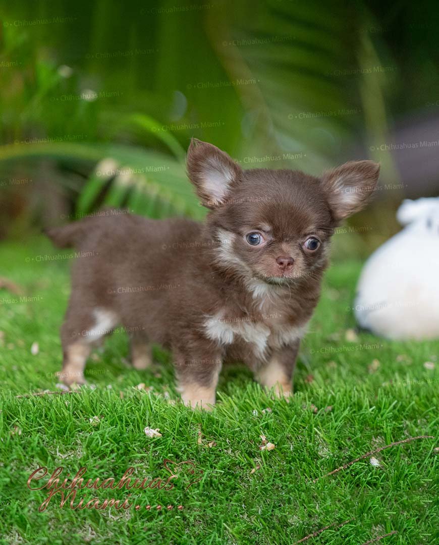 Chocolate and Tan Teacup Chihuahua - Boo
