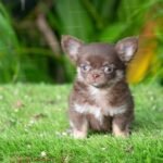 Fluffy Teacup Chihuahua Boo