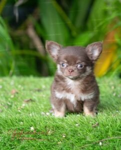 Fluffy Teacup Chihuahua Boo