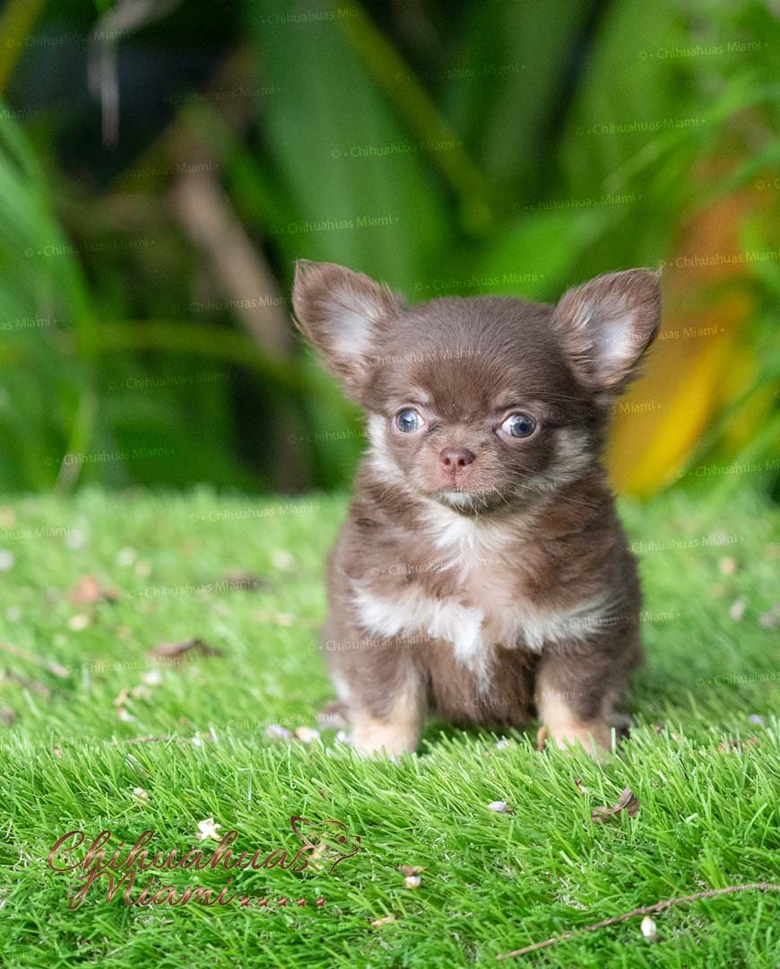 Fluffy Teacup Chihuahua Boo